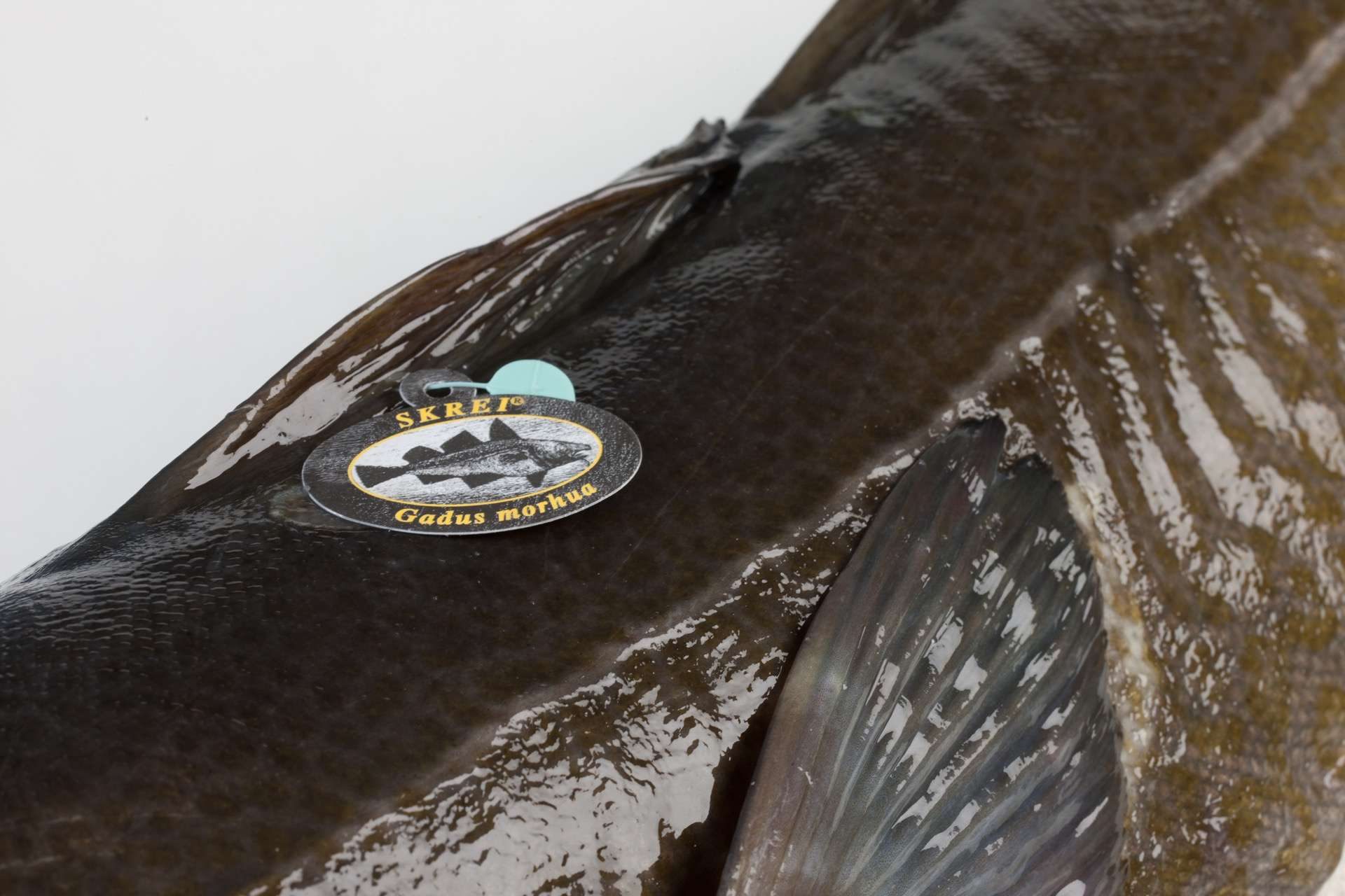 Wat voor vis is skrei ? 2 murko seafood import export kabeljauw skrei WL 9081