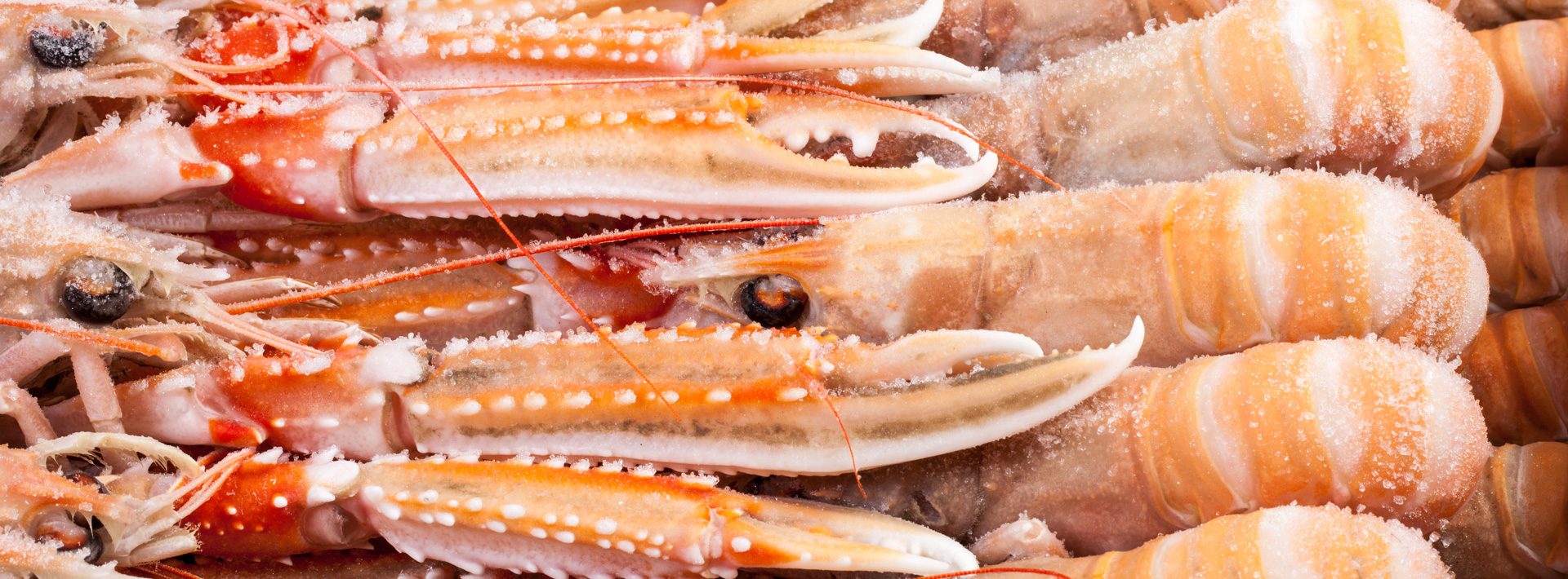 Langoustines - Murko Seafood