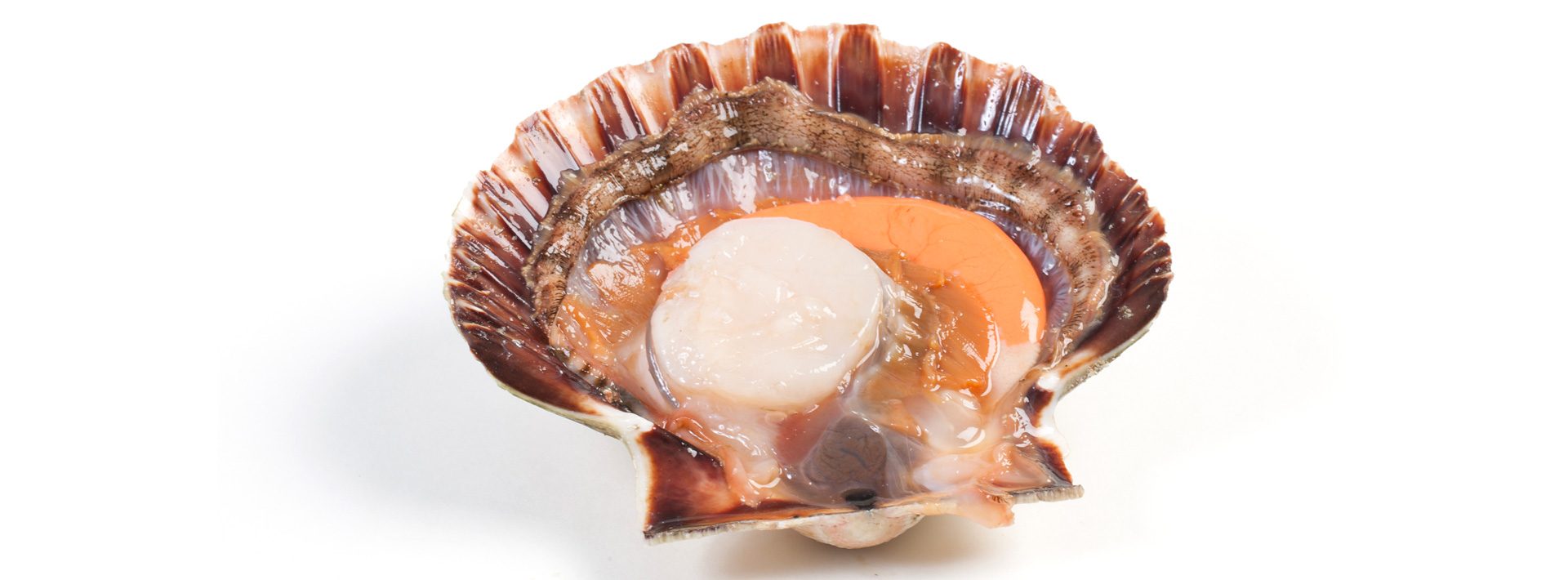 Sint-jacobsschelpen - Murko Seafood