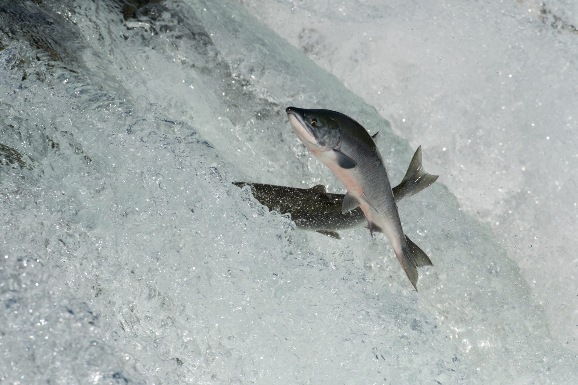 Sockeye zalm - Murko Seafood