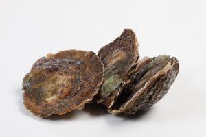 Zeeuwse platte oester