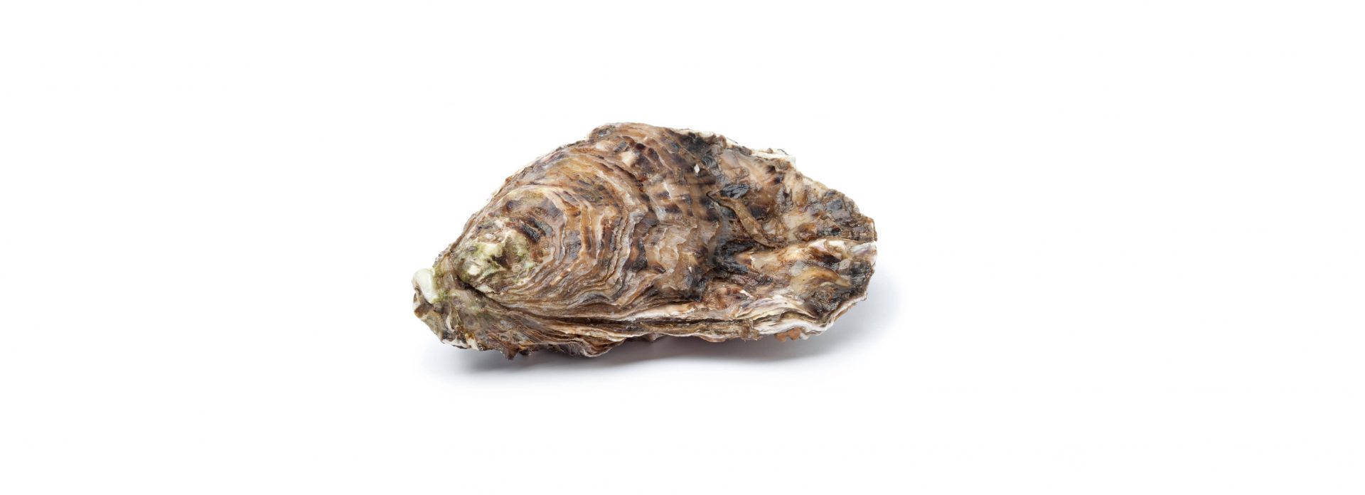 Zeeuwse Creuse oester - Murko Seafood